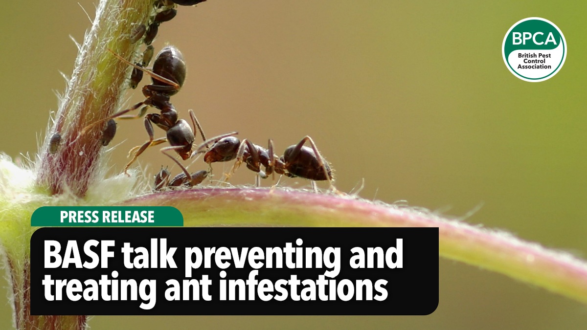 basf-talk-treating-ant-infestations-hero basf-talk-treating-ant-infestations-hero